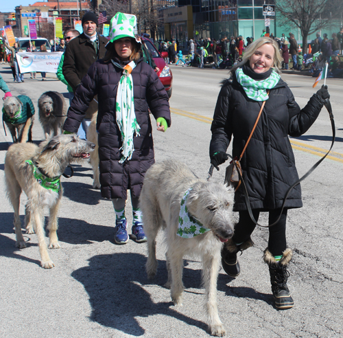 Irish Wolfhounds